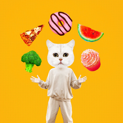 时尚小猫角色选择饮食。概念上的最小的拼贴画。适当的营养
