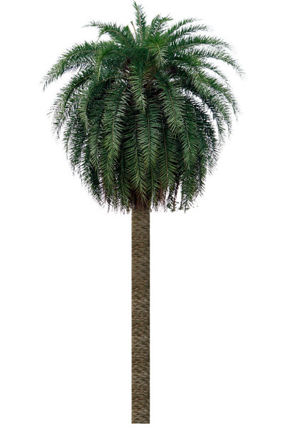 树