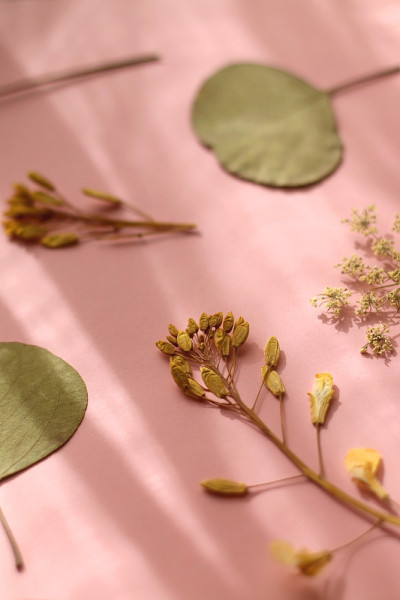 按下的花朵
