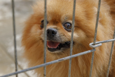 博美犬斯皮茨在养犬鸟舍