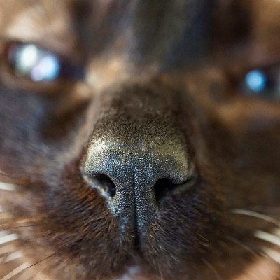 漂亮的棕色小猫肖像