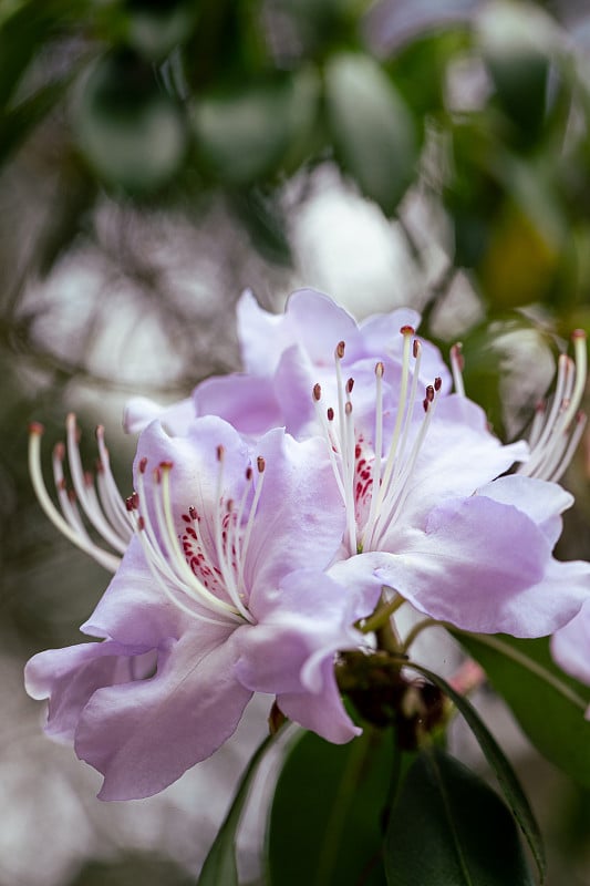 花选择