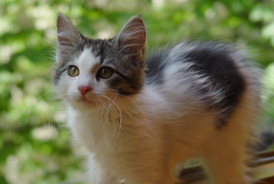 小猫