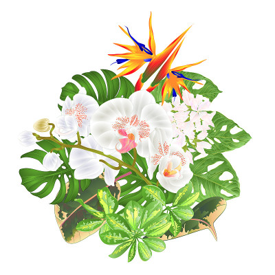 花束配热带花卉，插花有鹤望兰、白兰、蝴蝶兰、舍夫莱拉和Monstera等复古矢量插图可编辑