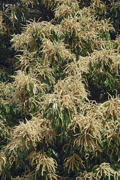 美洲一种栗树，开花