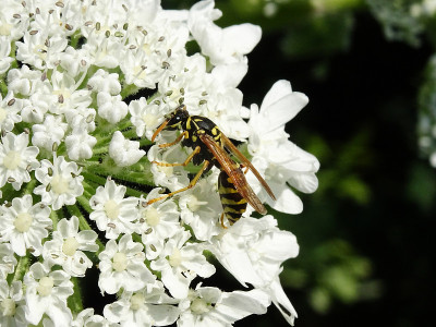 一种欧洲黄蜂在大猪草上吸食花蜜，学名为Heracleum mantegazzianum，