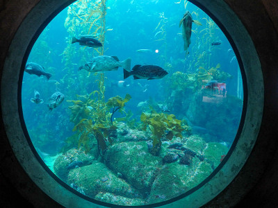 蒙特雷湾水族馆内的珊瑚礁展览