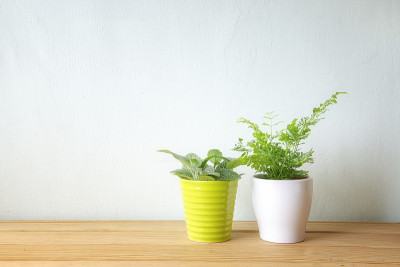 室内植物木桌和白色墙壁