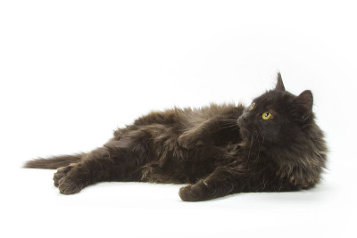 小猫