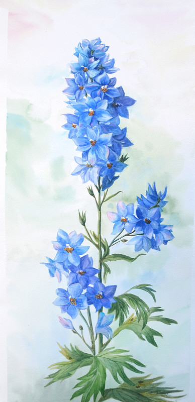 蓝色云雀，花蕾和叶子孤立在白色背景上。