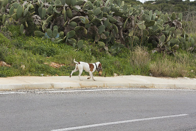 小猎犬