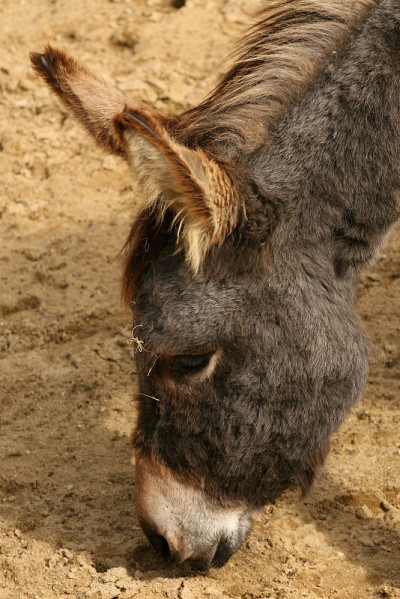 驴