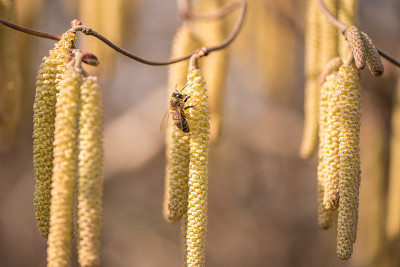 春天在榛子灌木上采集花蜜的蜜蜂