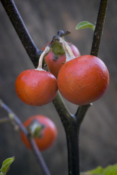食人的番茄 (Solanum uporo)