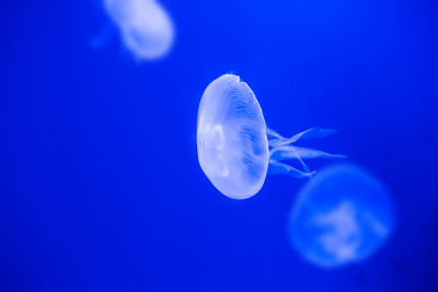 浅蓝色的水母