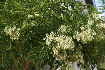 格里菲斯白蜡树(Fraxinus griffithii)果实