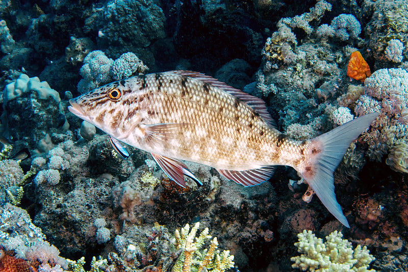 埃及红海的闪亮皇帝(Lethrinus nebulosus