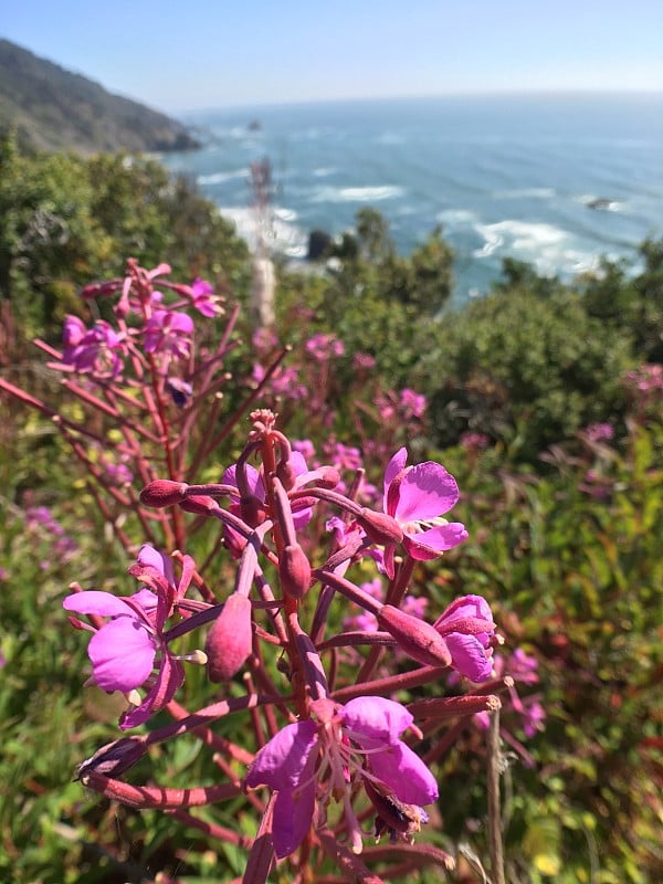 粉红色的火杂草盛开，白色的海岸背景