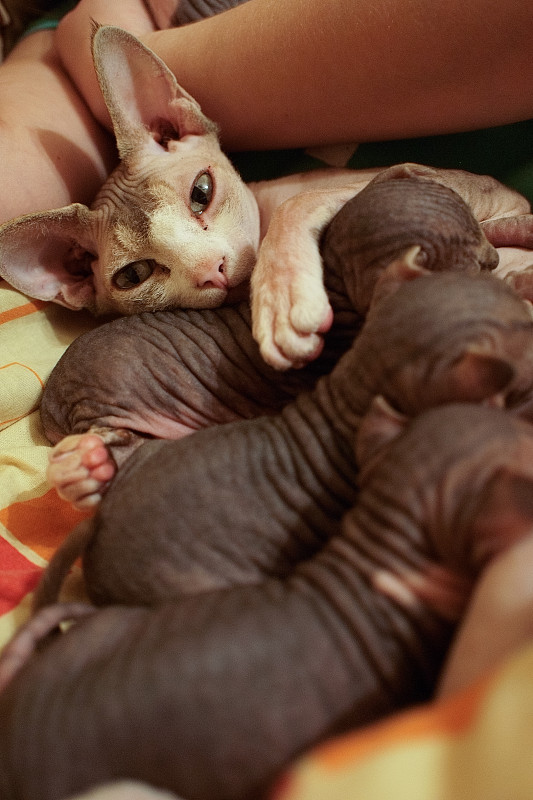 刚出生的小猫Sphynx。小秃猫睡觉和喝牛奶。猫的家庭。噪音。软焦点