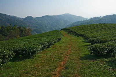 茶园在山上