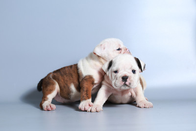 2个月纯种英国斗牛犬幼犬