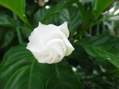阿拉伯茉莉花