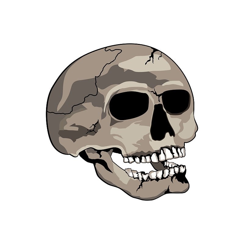 Realistic Human Skull Illustration Vector