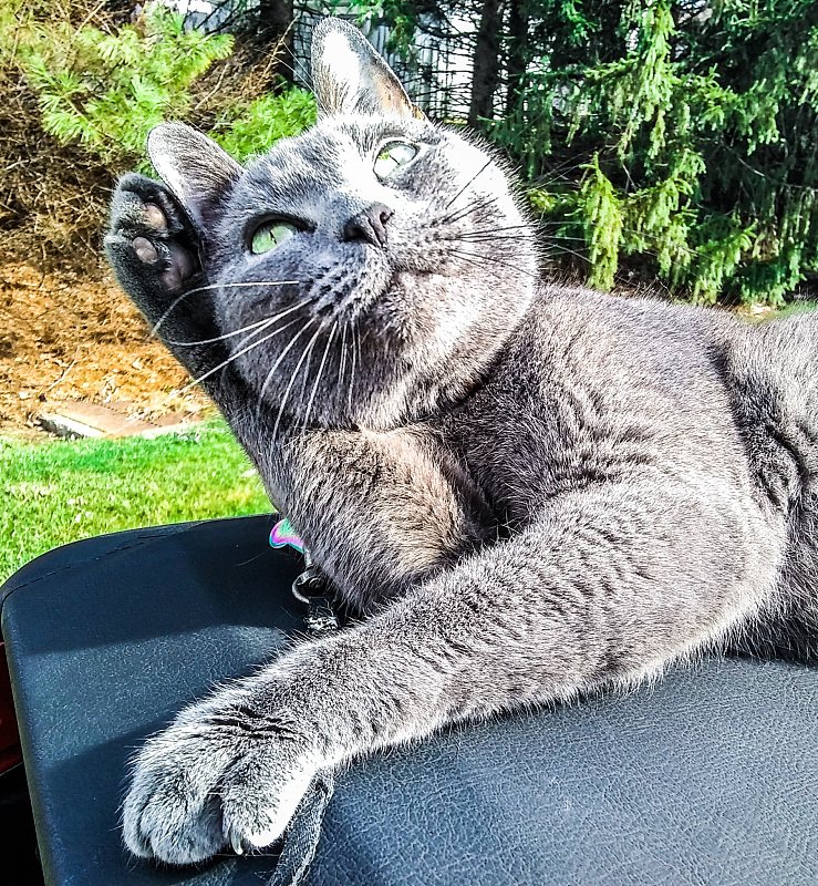 俄罗斯蓝猫摆姿势拍照