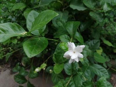 茉莉花，茉莉花，阿拉伯茉莉花，茉莉花