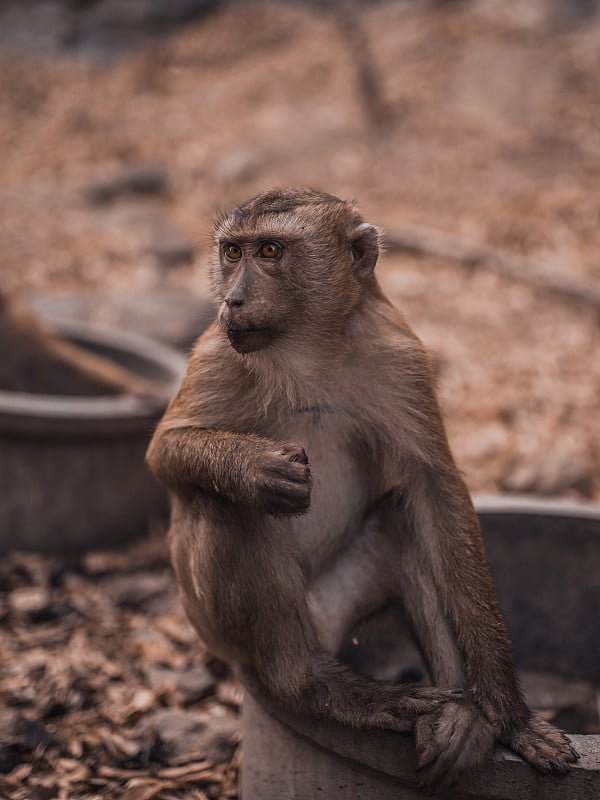 A redhead monkey sits on the ground and eats