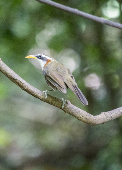 White-browed Scimitar-babbler