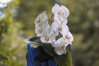 兰花——蝴蝶兰属兰花