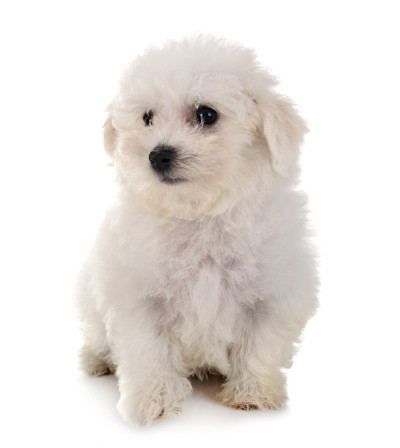 小卷毛比雄犬