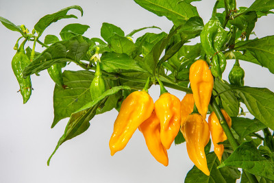 香辣黄chillies-Habanero