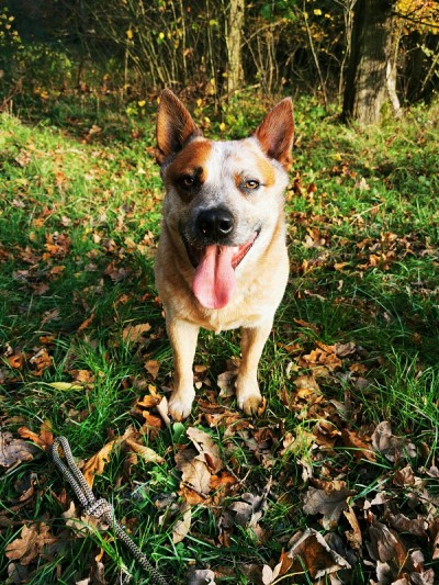 澳洲牧牛犬