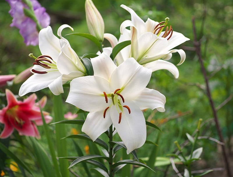 近景桔红黄白百合花在花园床，微距拍摄，雌蕊，雄蕊和花蕾和滴香油。