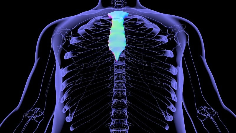 人体骨骼、胸骨解剖学的医学概念