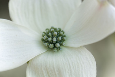 山茱萸的花