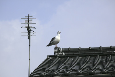 屋顶上的海鸥