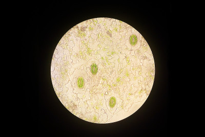 植物细胞和气孔与绿色叶绿体科学的真实照片