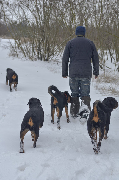 四只罗特韦尔犬和一个成年男子在雪地里行走。