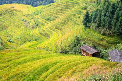 隆基水稻梯田