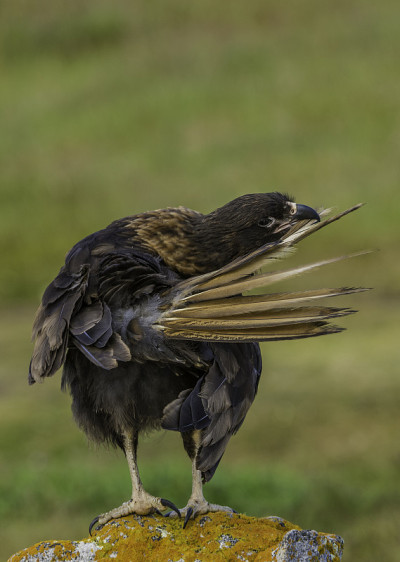 斑纹卡拉鹰(Phalcoboenus australis)是隼科的一种捕食鸟。在福克兰群岛，它被称为