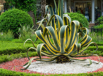 美国龙舌兰(agave americana)龙舌兰属条纹种，龙舌兰亚科，芦笋科，景观索契城市公园春季