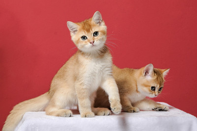 猫的圣诞快乐