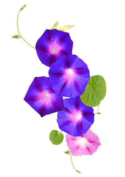 牵牛花，石榴，粉红色的花上白色