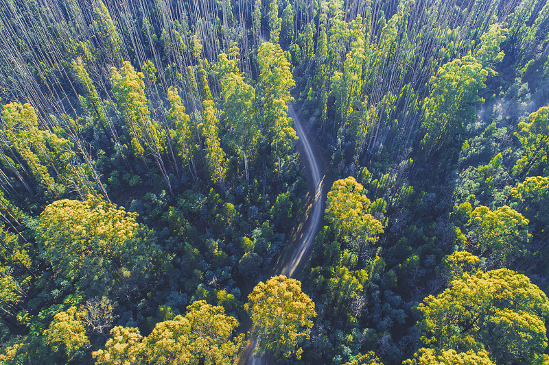 鸟瞰图-俯瞰蜿蜒穿过高大森林的道路