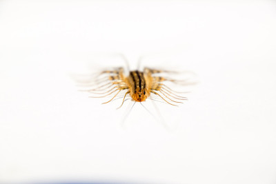 捕蝇草。Scutigera coleoptrata。蜈蚣捕蝇器，昆虫捕食者
