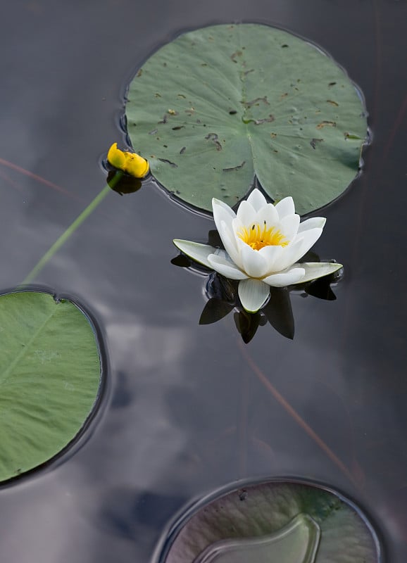 浇花