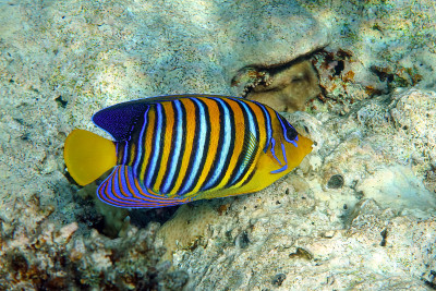 皇家或帝王天使鱼(Pygoplites diacanthus) -红海